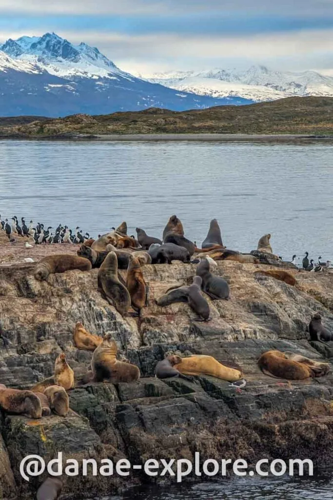 Sea lions and cormorants on an island in the Beagle Channel, Tierra del Fuego, Argentina