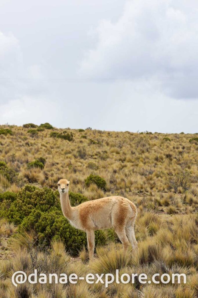 Guanaco, olhando para câmera, em meio a vegetação rasteira