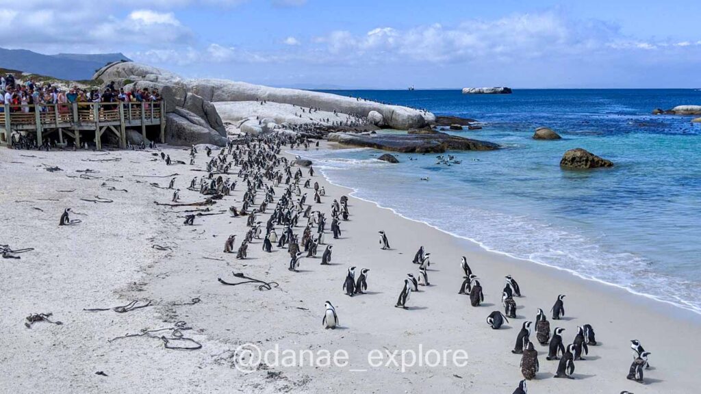 Boulders Beach: praia com areia branca, algumas pedras grandes e mar azul, há centenas de pinguins na areia, nas pedras e no mar. As pessoas observam de passarelas de madeira