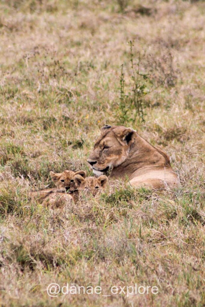Leoa com dois filhotes deitados na vegetação rasteira da Cratera do Ngorongoro, parte de nosso roteiro pela Tanzânia e Quênia