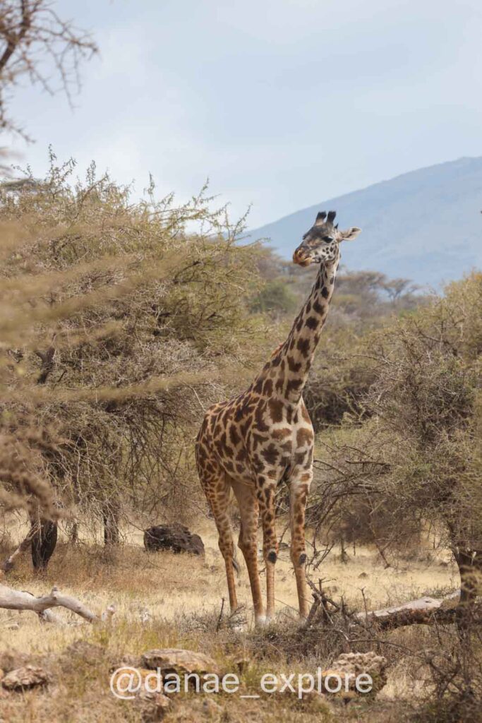 girafa em meio a vegetação seca no Serengueti, parte de nosso roteiro pelo Quênia e Tanzânia