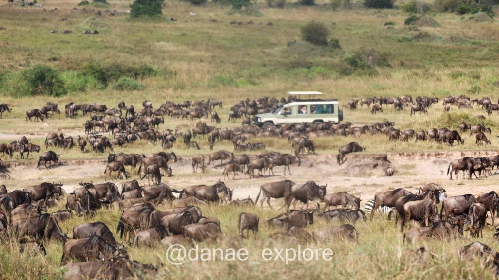 Carro no Serengueti norte, em meio a uma enorme quantidade de gnus, na época da grande migração dos gnus