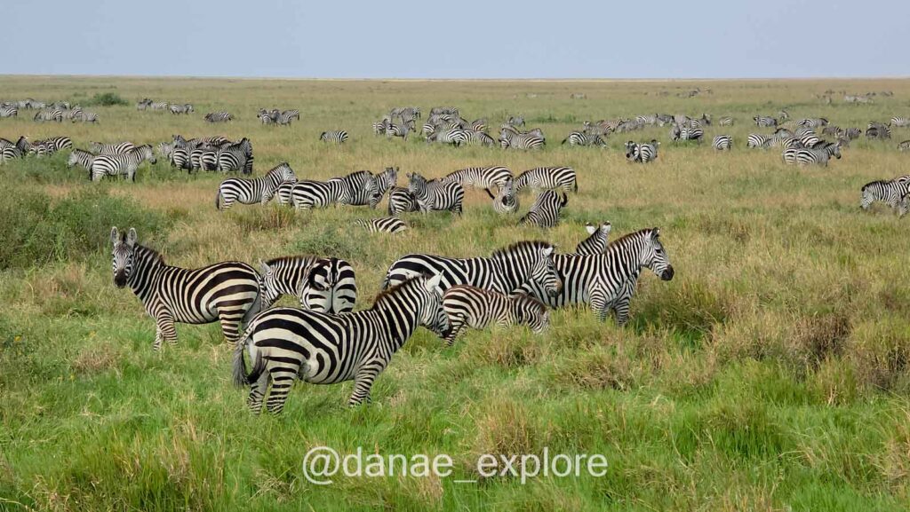 Dezenas de zebras em meio a grama esverdeada no Serengueti, onde fizemos safari durante nossa viagem pelo Quênia e Tanzânia