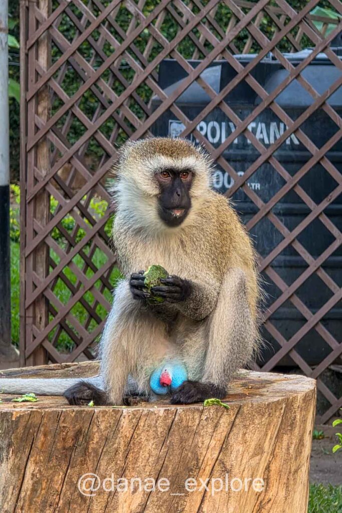 vervet monkey sentado comendo fruta, avistado no jardim do hotel em que nos hospedamos em Arusha, Tanzânia