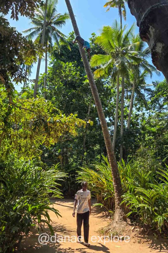 homem caminha em meio a coqueiros e mata tropical numa floresta de especiarias, parte de nossas atividades em Zanzibar