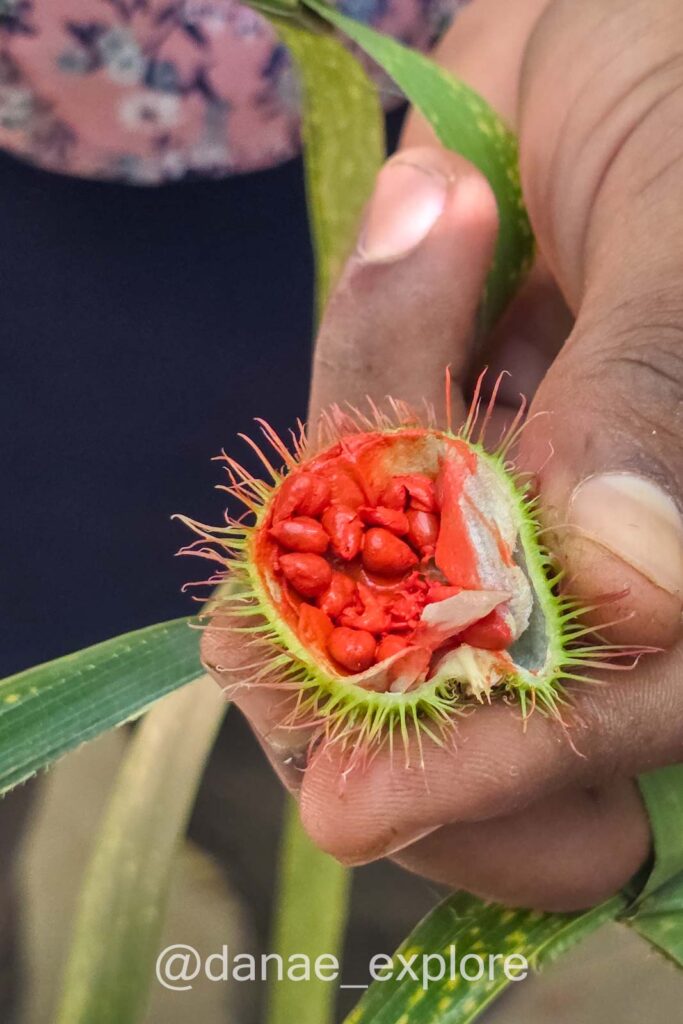 fruto do urucum, cultivado em fazenda de especiarias que visitamos durante nossa viagem por Zanzibar