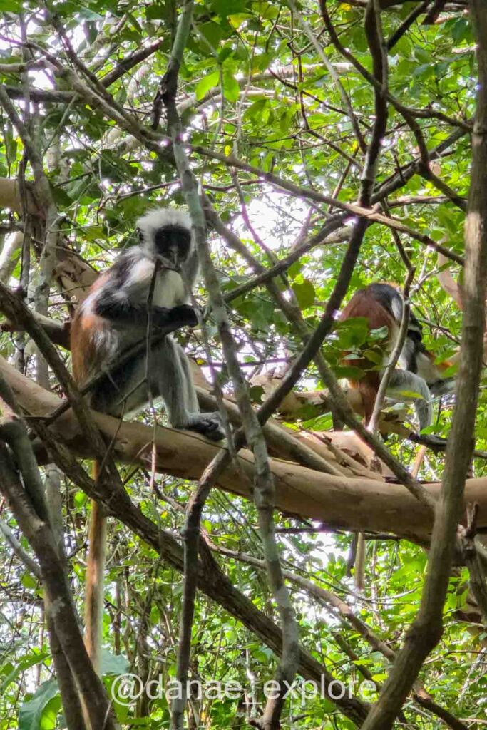 Macaco colobus vermelho, endêmico da Floresta Jozani, parte de nosso roteiro em Zanzibar
