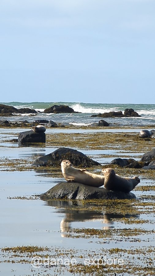 focas brincando em rochas no mar em Ytri Tunga, na Islândia