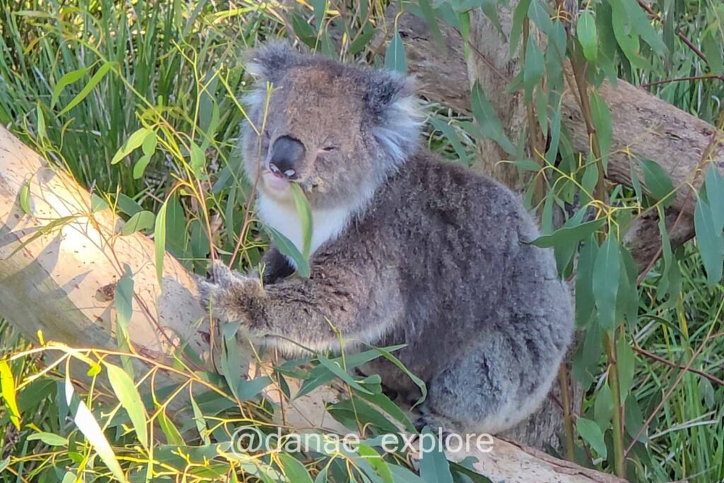 Coala se alimentando no Koala Conservation Reserve, na Phillip Island