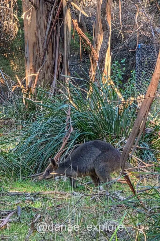 Wallaby avistado no Koala Conservation Reserve