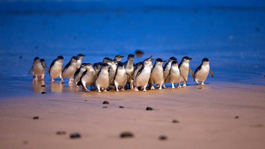Grupo de pinguins-pequenos saindo do mar na Ilha Phillip
